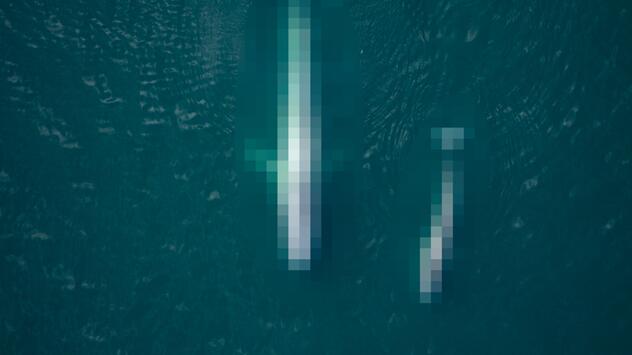 Erkennen sie dieses Tier Rätsel 