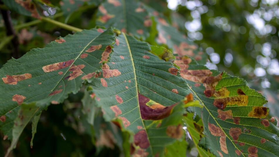 Kastanien: Warum viele Bäume im Sommer schon braune Blätter haben