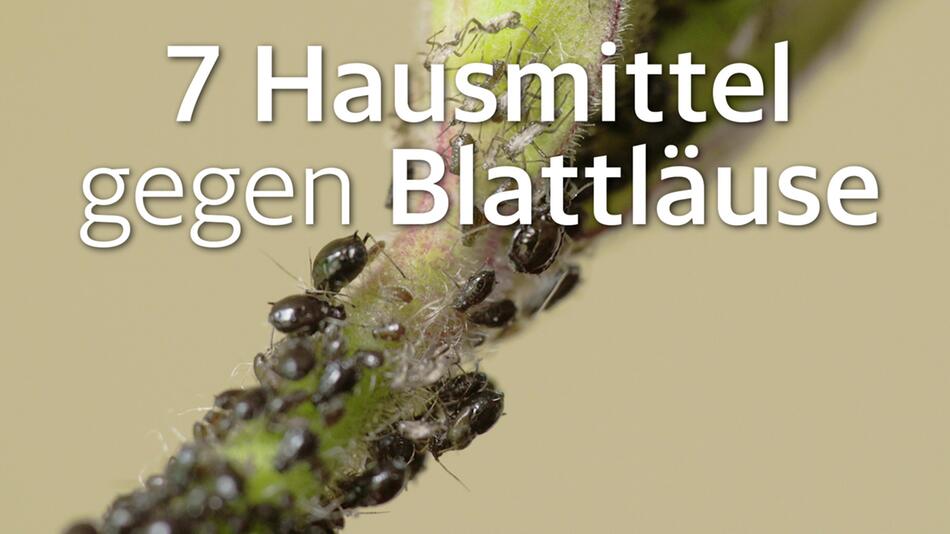 Blattläuse