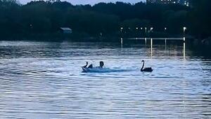 Wasservogel sieht rot: Triathlet kommt Schwänen in die Quere