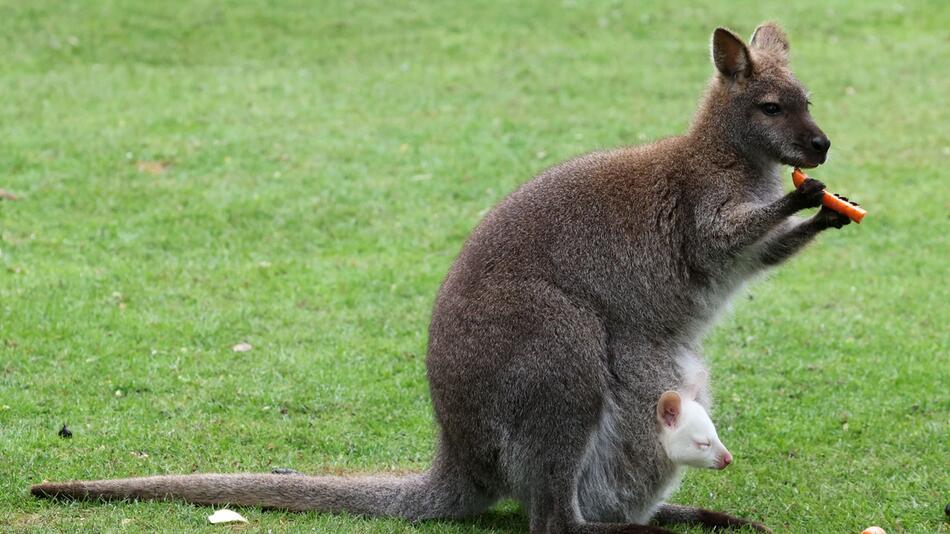 Albino-Nachwuchs bei Kängurus im Vogelpark