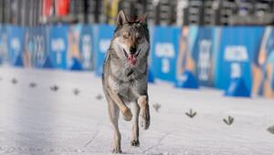 Olympische Winterspiele 2026