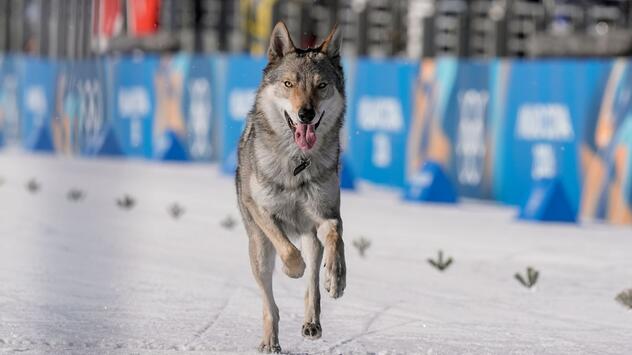 Olympische Winterspiele 2026