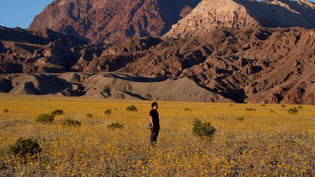 Superblüte im Death Valley