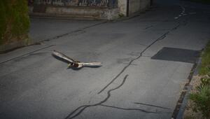 Rasende Ente in der Radarfalle