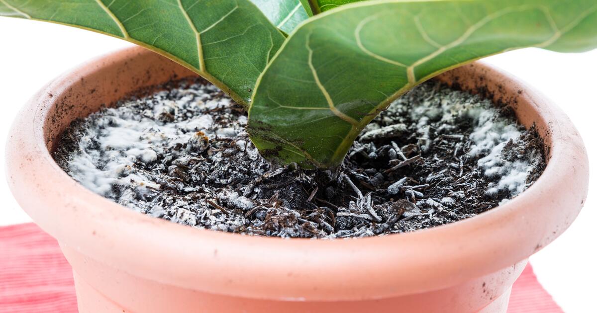 Weiße Flecken auf der Blumenerde? Das steckt dahinter GMX