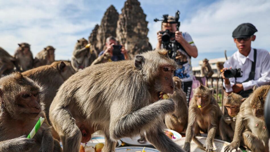 Affen-Bankett in Lopburi