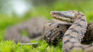 Aspisviper