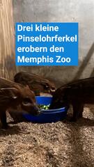 Kleine Pinselohrferkel erobern den Memphis Zoo