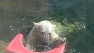 Eisbär Mika kämpft bei 39 Grad gegen die Hitze – Zootiere suchen Abkühlung