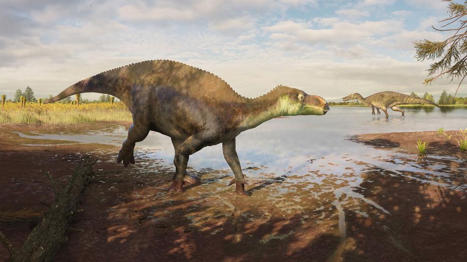 Bislang unbekannte Dinosaurierart identifiziert