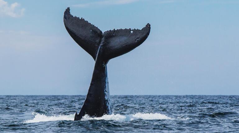 Fluke eines Buckelwals, der im Meer abtaucht