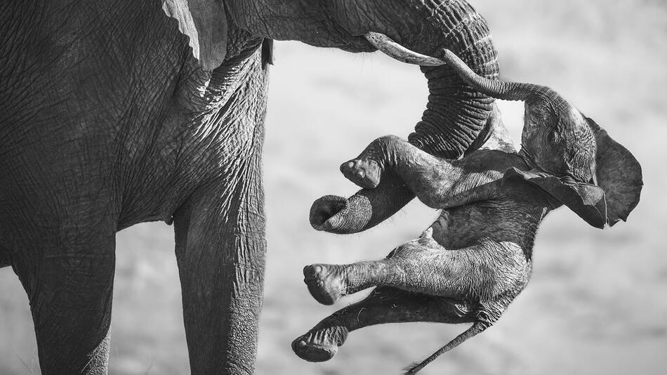 Wildlife Photographer of the Year: Das Gewinnerbild ist herzzerreißend