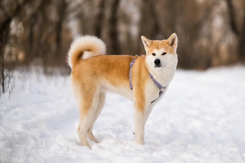 Ein Akita Inu im Schnee.