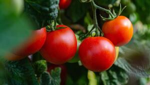 Beetnachbarn für Tomaten