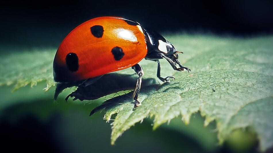 Coccinella septempunctata, Siebenpunkt-Marienkäfer