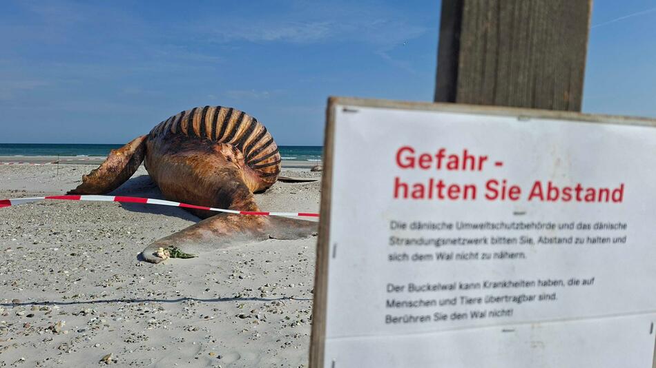 "Es könnte schon zu spät sein" – Forscher über Obduktion des Buckelwals