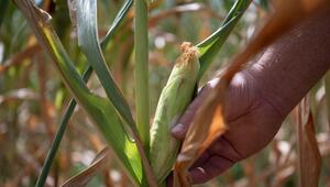 Trockenheit in der Landwirtschaft