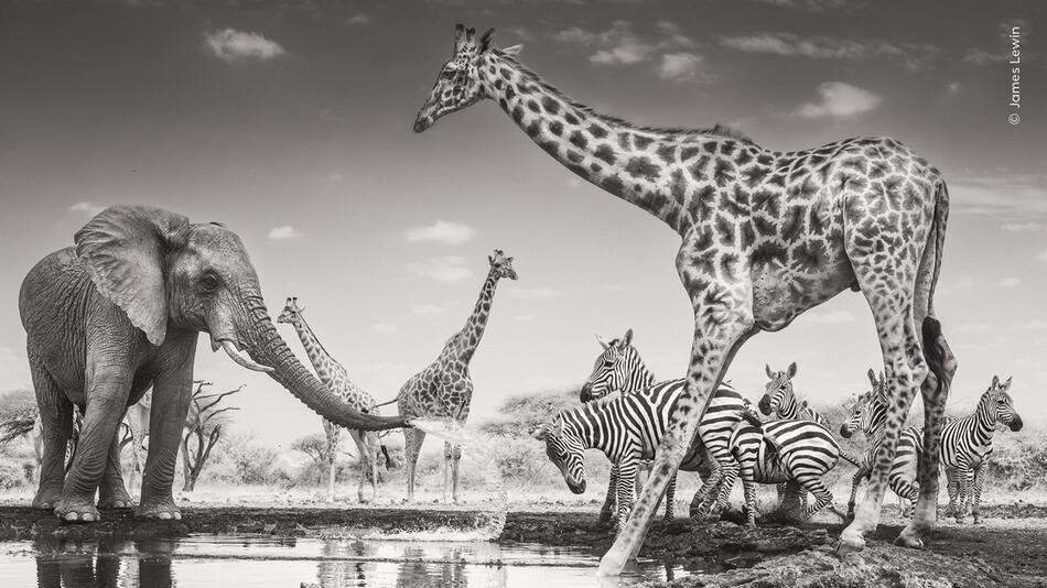 Wildlife Photographer of the Year: Tierbilder, die man so nur selten sieht