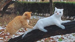 Eiskalte Artgenossin: Katze ist von Schnee-Katze völlig verwirrt