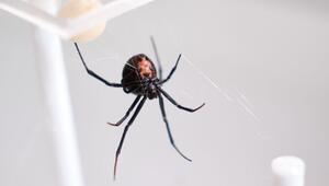 Australische Rotrückenspinne