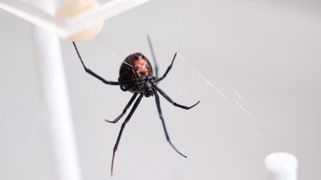 Australische Rotrückenspinne