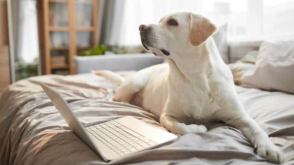 Deine Tierwelt Club: Alles für Haustier-Gesundheit