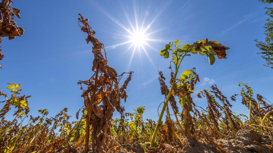 Sommermonate in Westeuropa so heiß wie noch nie