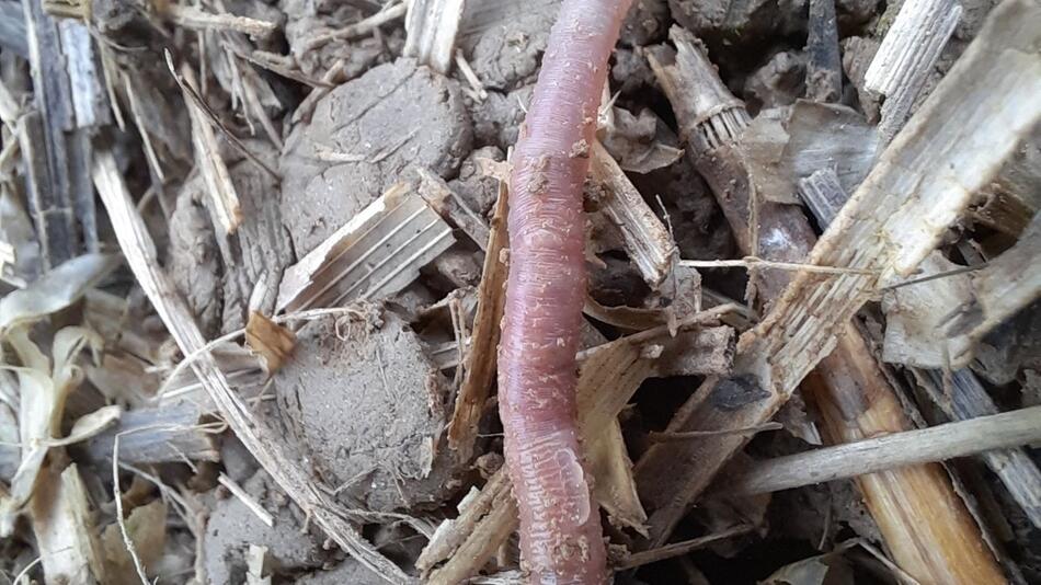 Neuer Regenwurm in Bayern entdeckt