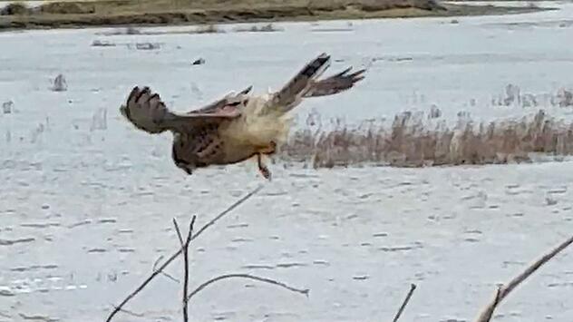 Perfekte Balance: Turmfalke steht bewegungslos im Wind