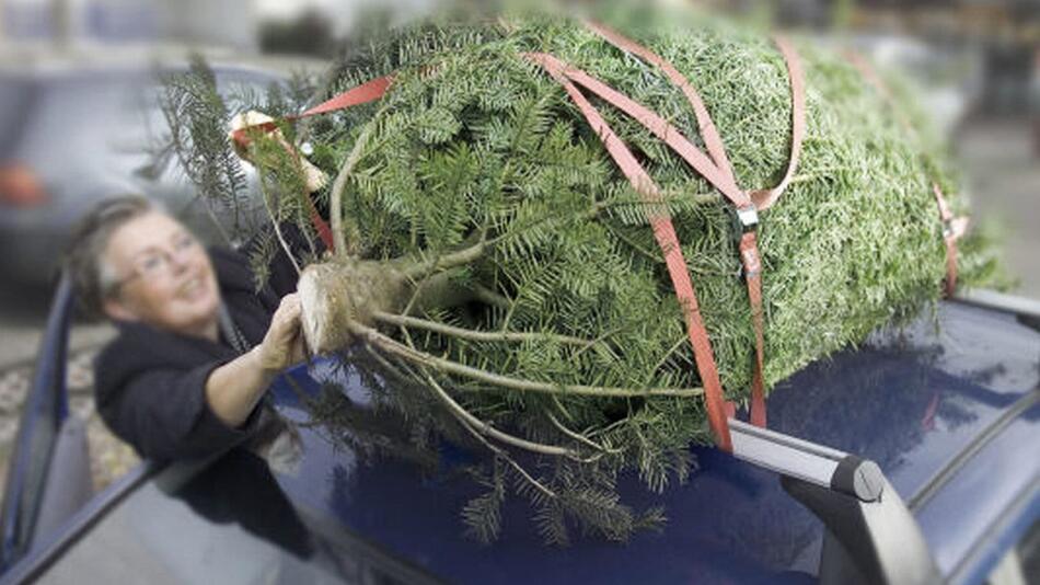 Weihnachtsbaum transportieren: Keine einfache Angelegenheit