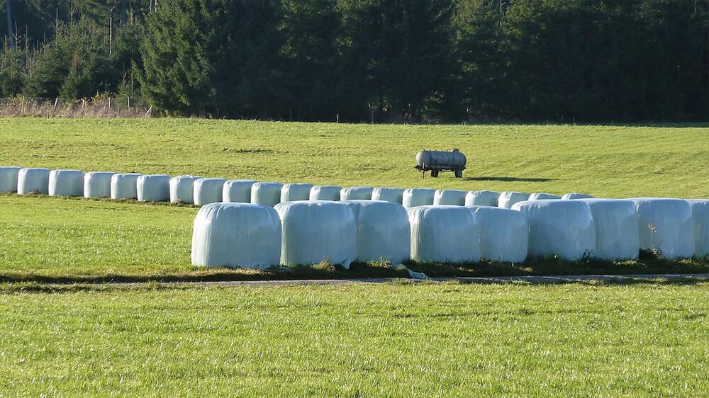 Hochwertige Heulage riecht mild und aromatisch.