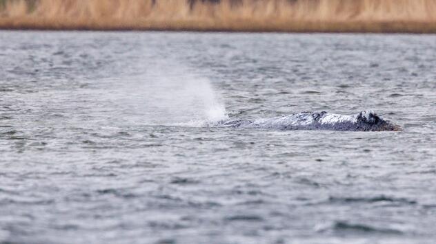 Weitere Entwicklung zum Buckelwal in der Ostsee