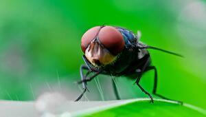 Neuwelt-Schraubenwurmfliege (Cochliomyia hominivorax)
