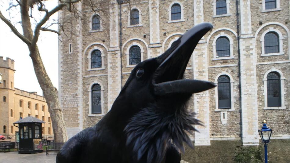 Tower von London verliert einen Raben