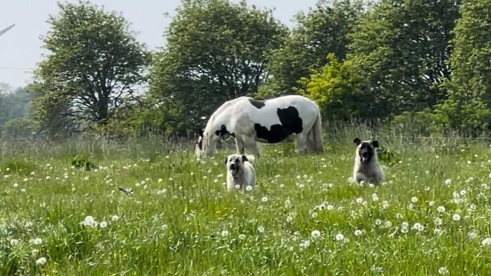 Die Hunde schützen die Herde.