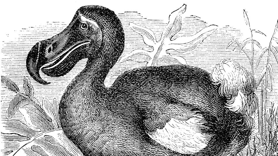 US-Unternehmen will ausgestorbene Vögel wieder zum Leben erwecken