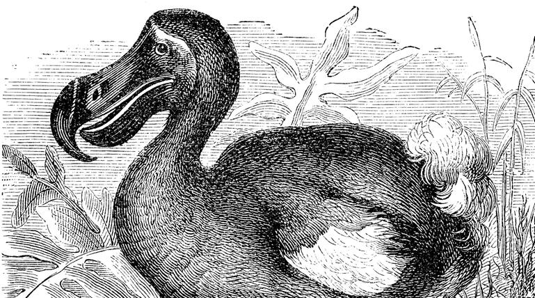 Dodo 