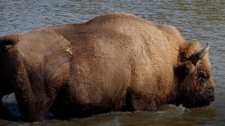 Einst ausgestorbene Tiere kehren nach Deutschland zurück