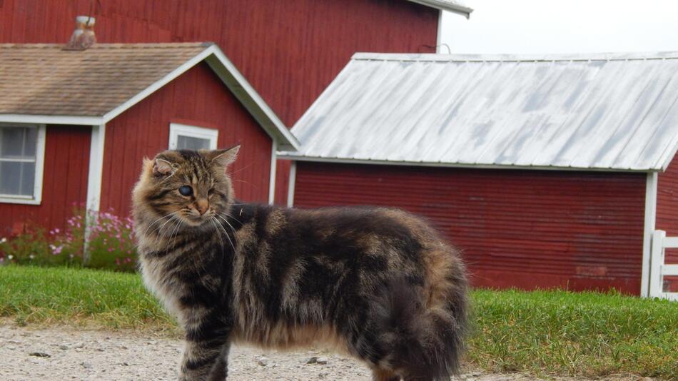 Eine 18-jährige blinde Katze wird gerettet.