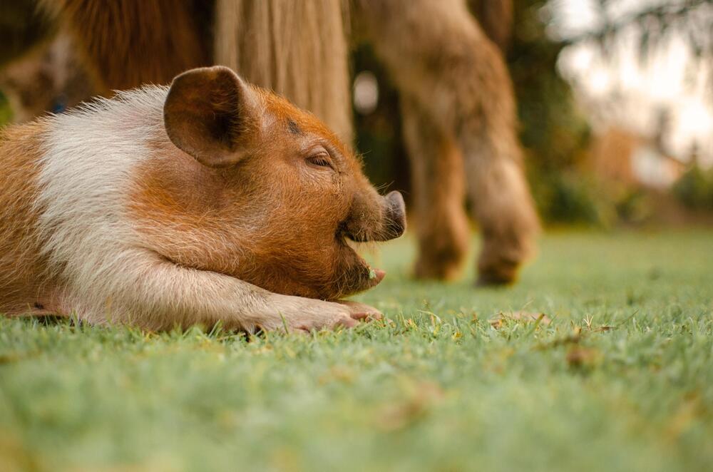 Für Schweine ist eine Infizierung tödlich.