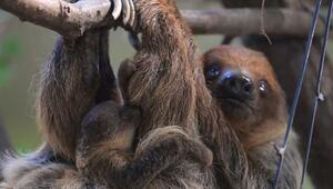 Niedlich und gar nicht faul: Dresdner Zoo freut sich über Faultierjunges