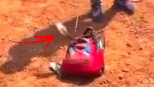 Schock am Schreibtisch: Kobra macht es sich im Schulranzen gemütlich