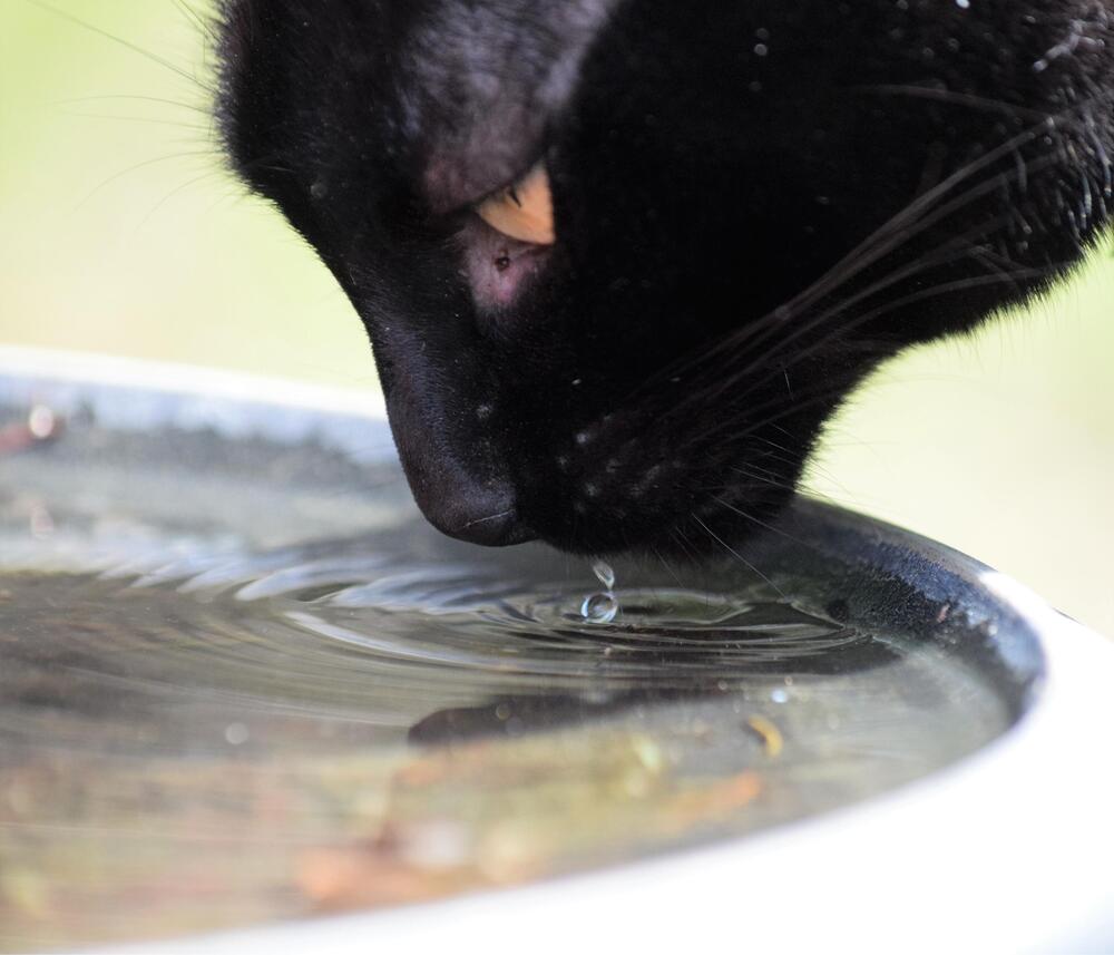 Ursprünglich stammen Katzen aus trockenen Regionen