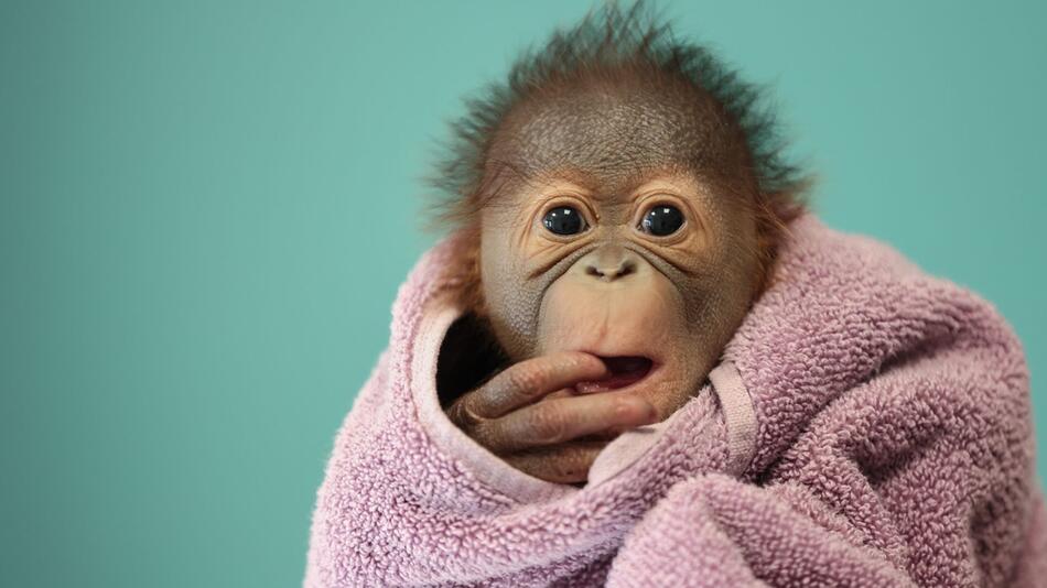 Junger Orang-Utan im Dublin Zoo