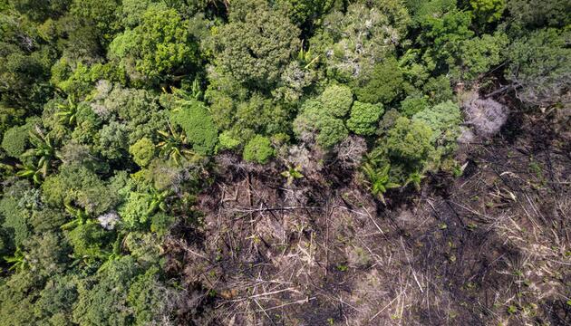 COP30, Klimakonferenz, Amazonas, Regenwald, Brasilien, Klima, Klimaschutz