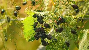 Bedrohliche Invasion: Japankäfer fressen Italiens Weinberge kahl