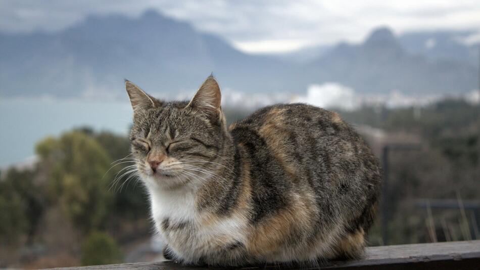 Wanderer findet Kater in den Alpen.