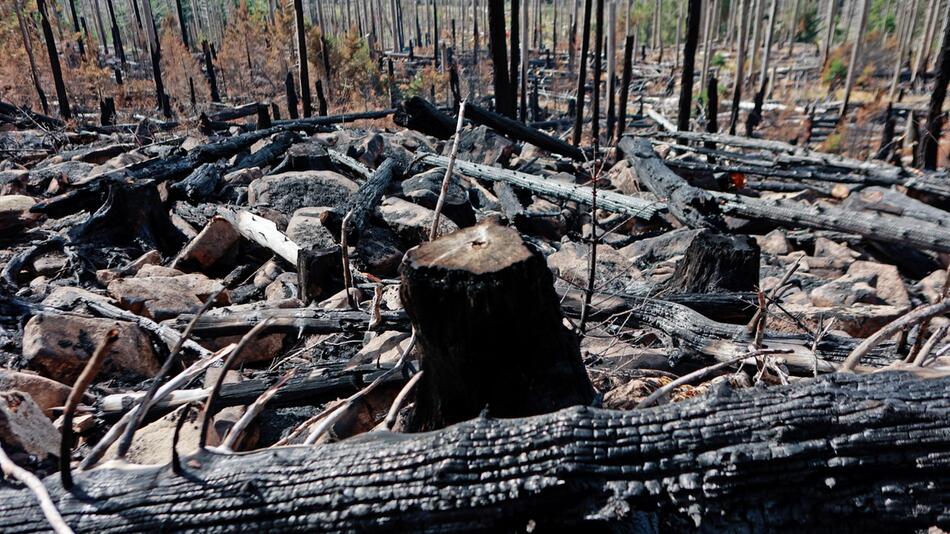 Nach Waldbrand am Königsberg