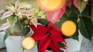 Verschiedene Weihnachtssterne stehen auf einer Fensterbank